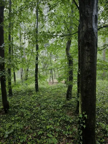 Prodej podílu lesa, Pustiměř, 1292 m2