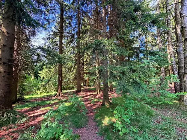 Prodej chaty, Borová, 53 m2