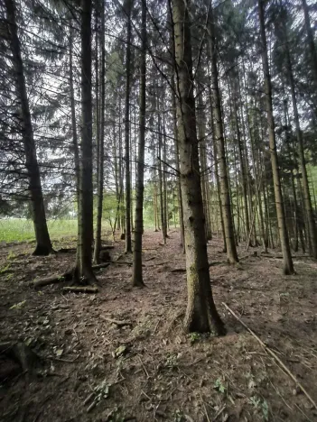 Prodej lesa, Třeboc, 5129 m2