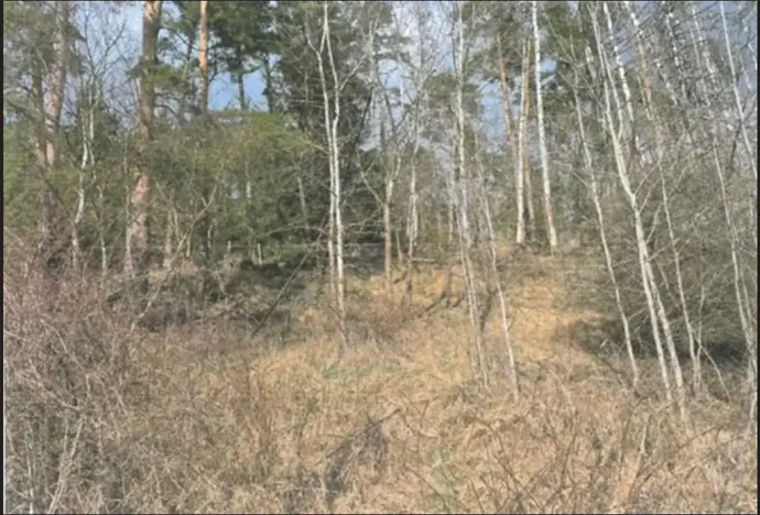 Prodej lesa, Křoví, 1060 m2