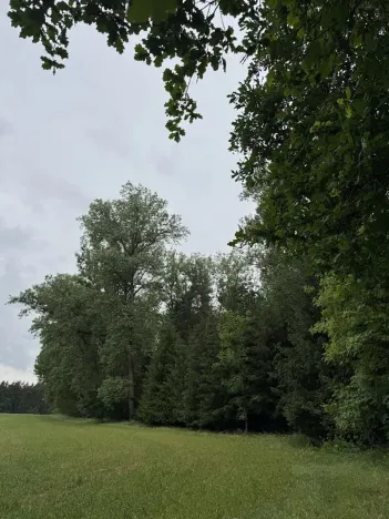 Prodej podílu lesa, Březina, 7250 m2