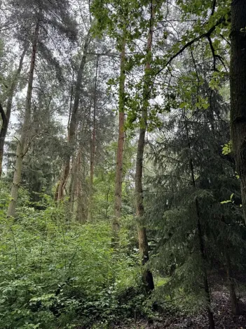 Prodej podílu lesa, Březina, 7250 m2