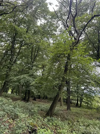 Prodej podílu lesa, Bílina, 2704 m2