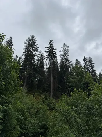 Prodej podílu lesa, Velké Hamry, 1819 m2