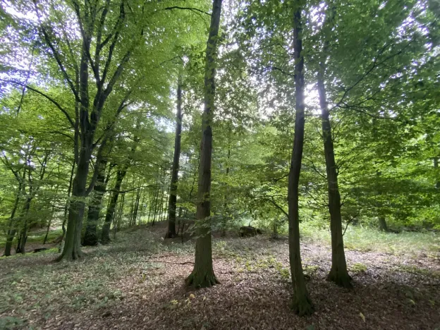 Prodej lesa, Olbramice, 2070 m2