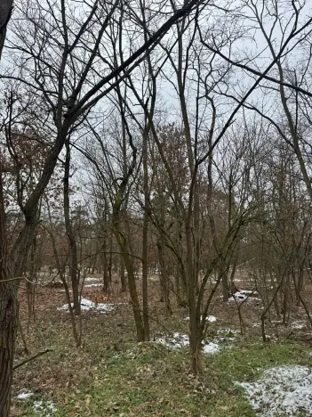 Prodej podílu lesa, Černěves, 892 m2