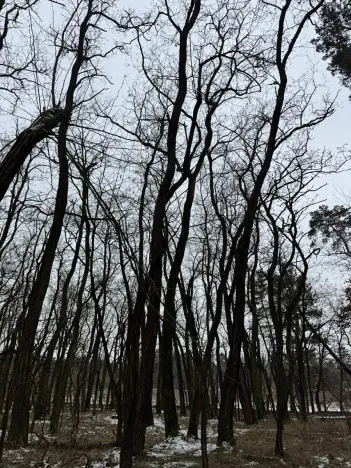 Prodej podílu lesa, Černěves, 892 m2