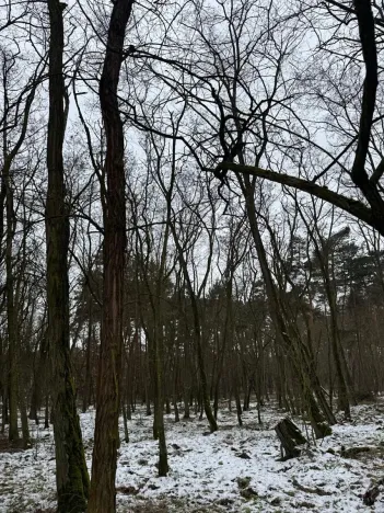 Prodej podílu lesa, Černěves, 892 m2
