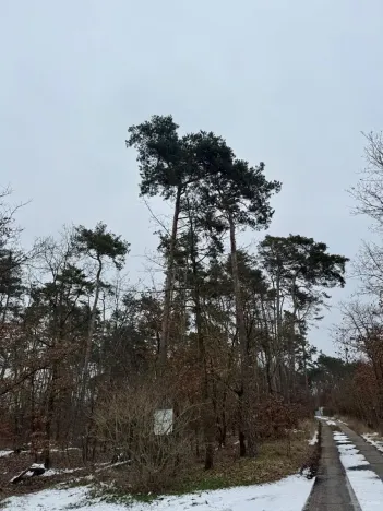 Prodej podílu lesa, Černěves, 892 m2