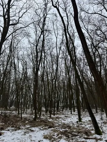 Prodej podílu lesa, Černěves, 2638 m2