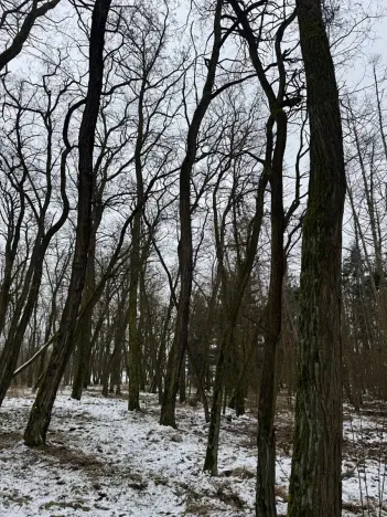 Prodej podílu lesa, Černěves, 2638 m2