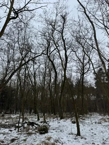 Prodej podílu lesa, Černěves, 2638 m2