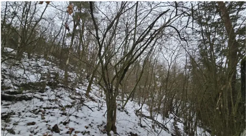 Prodej lesa, Erpužice, 7534 m2