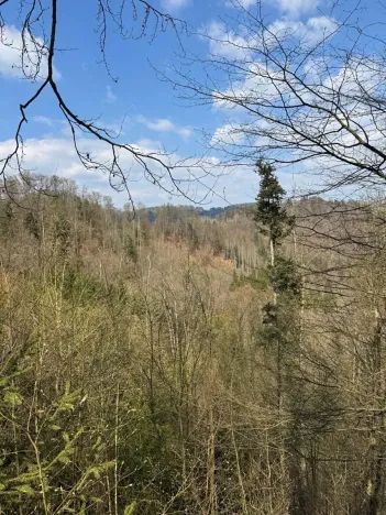 Prodej podílu lesa, Železný Brod, 11060 m2
