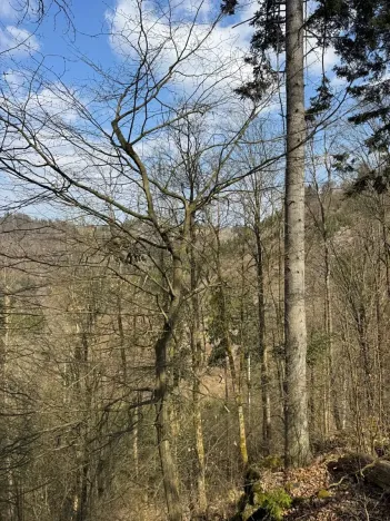 Prodej podílu lesa, Železný Brod, 11060 m2