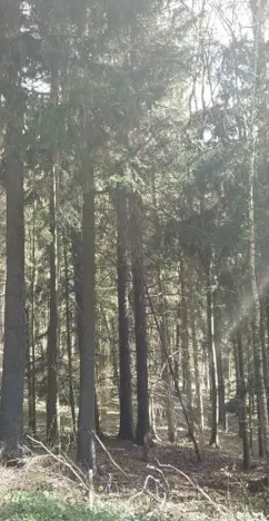 Prodej lesa, Valašská Senice, 386663 m2