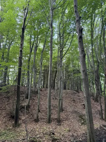 Prodej lesa, Frýdlant nad Ostravicí, 27036 m2