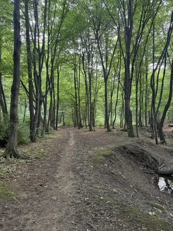 Prodej lesa, Frýdlant nad Ostravicí, 27036 m2