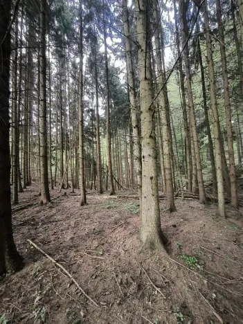 Prodej lesa, Třeboc, 1785 m2