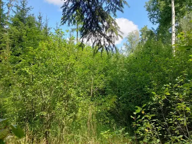 Prodej lesa, Horní Pěna, 3291 m2