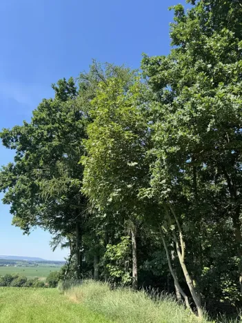 Prodej podílu lesa, Kněžmost, 1568 m2