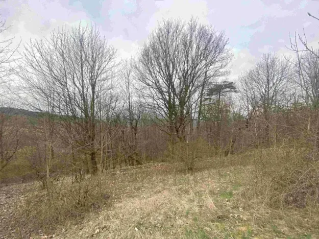 Dražba louky, Mírová pod Kozákovem, 1000 m2