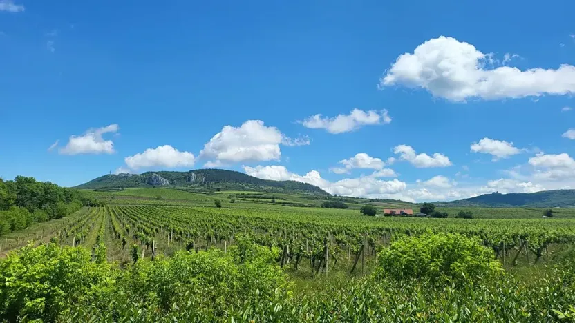 Prodej sadu/vinice, Perná, 32000 m2
