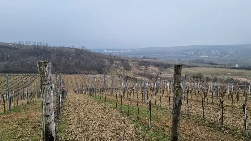 Prodej sadu/vinice, Velké Němčice, 90000 m2