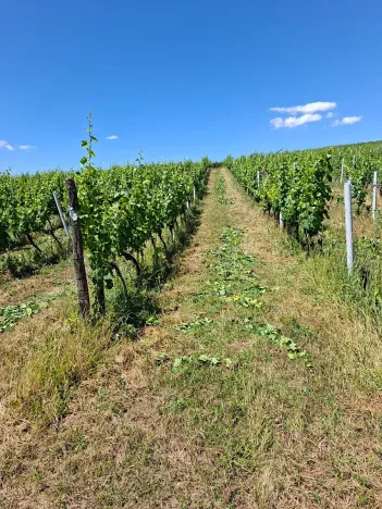 Prodej sadu/vinice, Velké Němčice, 90000 m2