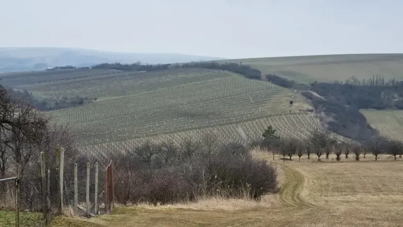 Prodej sadu/vinice, Perná, 132000 m2