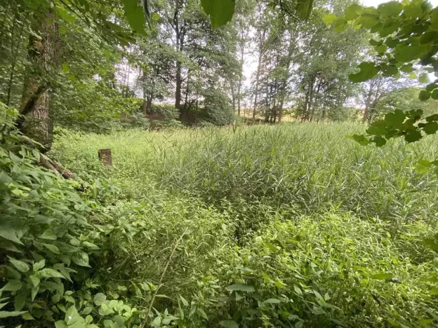 Prodej louky, Nové Hrady - Štiptoň, 4246 m2