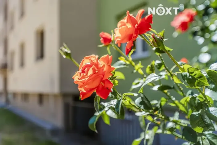 Prodej bytu 1+1, Hluboká nad Vltavou, Nerudova, 33 m2
