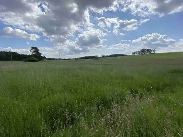 Dražba pole, Planá, 1400 m2