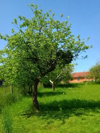 Prodej rodinného domu, Šenov, Datyňská, 250 m2