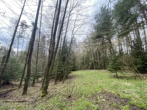 Prodej pozemku, Volfířov - Brandlín, 5958 m2