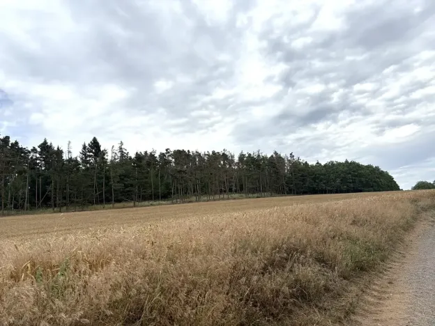 Prodej lesa, Rybníky, 27968 m2
