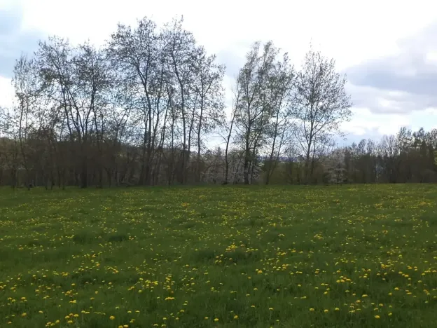 Dražba louky, Staré Město, 10063 m2