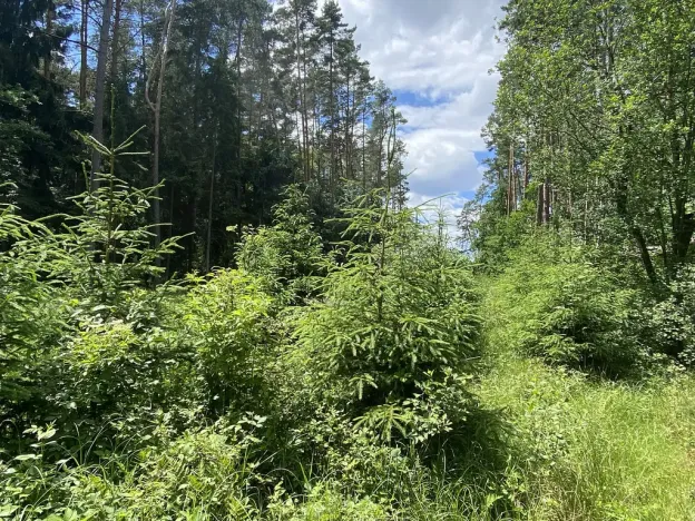 Prodej lesa, Slabčice - Nemějice, 1004 m2