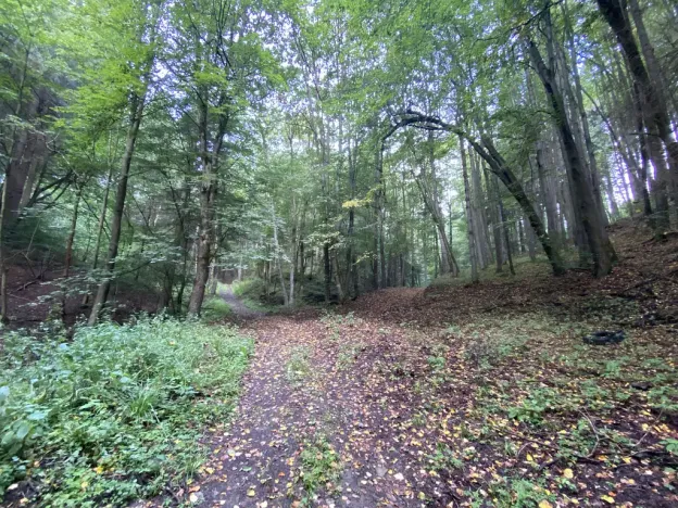 Prodej louky, Strážná, 212 m2