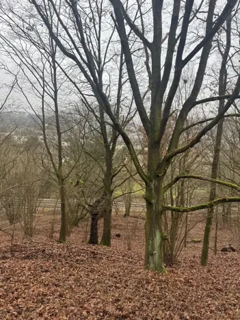 Prodej lesa, Ústí nad Labem, 36788 m2