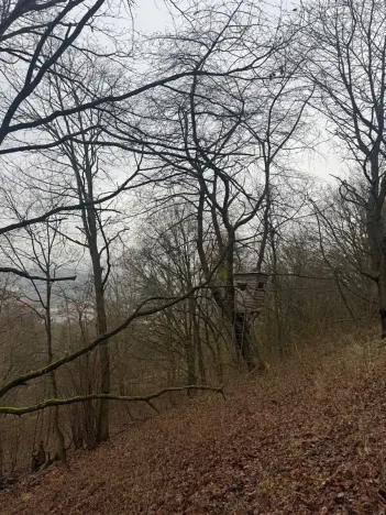 Prodej lesa, Ústí nad Labem, 36788 m2