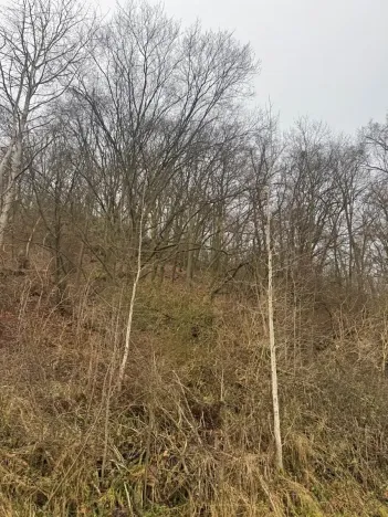Prodej lesa, Ústí nad Labem, 36788 m2