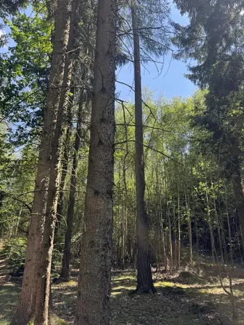 Prodej podílu lesa, Zádolí, 12979 m2