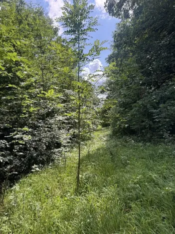 Prodej lesa, Kněžnice, 6851 m2