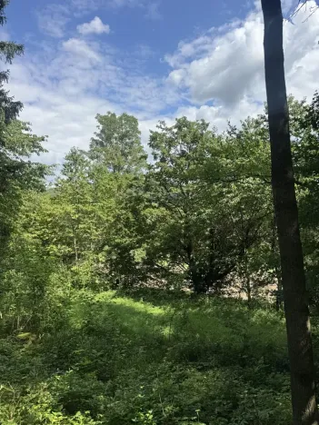Prodej lesa, Kněžnice, 4780 m2