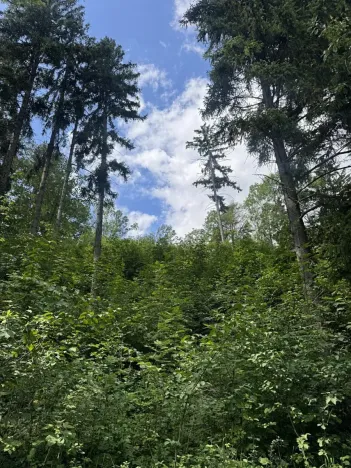 Prodej lesa, Kněžnice, 4780 m2