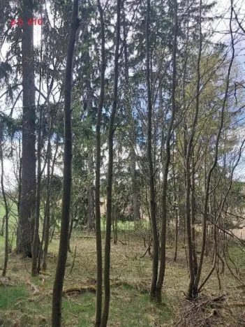 Prodej lesa, Žirovnice, 1258 m2