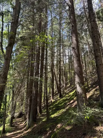 Prodej lesa, Kratušín, 6930 m2