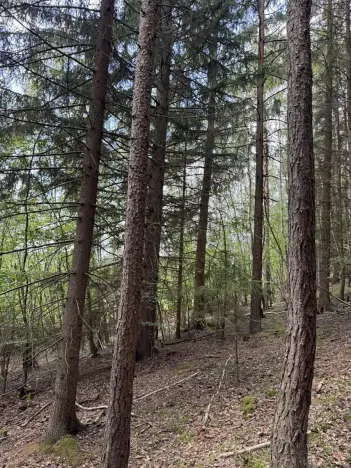 Prodej lesa, Kratušín, 6930 m2