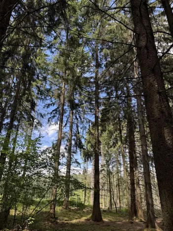 Prodej podílu lesa, Kramolín, 1401 m2